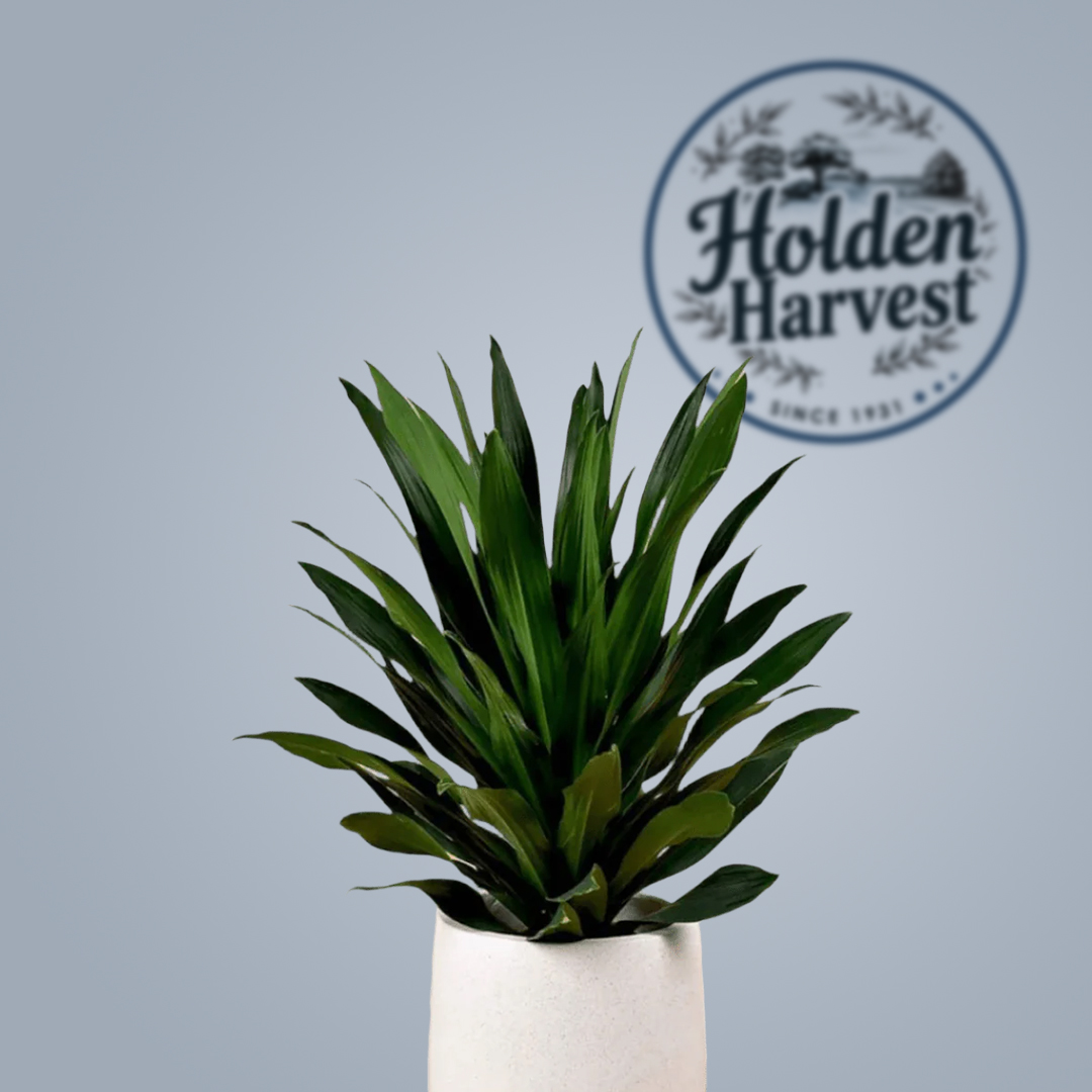 Dracaena leaves2